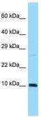 Small Ubiquitin Like Modifier 3 antibody, TA338929, Origene, Western Blot image 