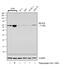 Endoplasmic Reticulum Oxidoreductase 1 Beta antibody, PA5-25142, Invitrogen Antibodies, Western Blot image 