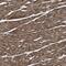 BCL2 Associated Athanogene 2 antibody, NBP2-48541, Novus Biologicals, Immunohistochemistry frozen image 