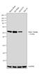 Tubulin Beta 3 Class III antibody, PA5-25655, Invitrogen Antibodies, Western Blot image 