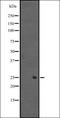 Mix Paired-Like Homeobox antibody, orb335277, Biorbyt, Western Blot image 