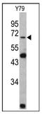 Lamin B2 antibody, AP20053PU-N, Origene, Western Blot image 