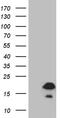 FLJ33360 antibody, TA810646S, Origene, Western Blot image 