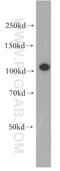 Vacuolar protein sorting-associated protein 11 homolog antibody, 19140-1-AP, Proteintech Group, Western Blot image 