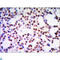 Acidic Nuclear Phosphoprotein 32 Family Member A antibody, LS-C812496, Lifespan Biosciences, Western Blot image 