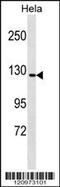 GTF2I Repeat Domain Containing 1 antibody, 59-658, ProSci, Western Blot image 