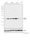 Prohibitin antibody, MA5-12858, Invitrogen Antibodies, Western Blot image 