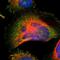 Sirtuin 2 antibody, HPA011165, Atlas Antibodies, Immunofluorescence image 