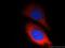 Chitobiase antibody, 12599-1-AP, Proteintech Group, Immunofluorescence image 