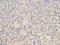 Kallikrein-1 antibody, LS-B14870, Lifespan Biosciences, Immunohistochemistry frozen image 