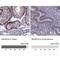 MAGE Family Member A4 antibody, NBP1-84365, Novus Biologicals, Immunohistochemistry paraffin image 