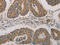 p21 antibody, CSB-PA297162, Cusabio, Immunohistochemistry paraffin image 