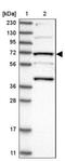 Kinesin Light Chain 4 antibody, NBP1-88773, Novus Biologicals, Western Blot image 