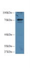 NFKB Inhibitor Zeta antibody, LS-C294627, Lifespan Biosciences, Western Blot image 