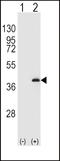 Serine/threonine-protein phosphatase PP1-beta catalytic subunit antibody, LS-C101012, Lifespan Biosciences, Western Blot image 