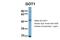 Glutamic-Oxaloacetic Transaminase 1 antibody, 30-379, ProSci, Western Blot image 