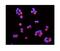Menin 1 antibody, A00331-1, Boster Biological Technology, Immunofluorescence image 