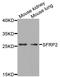 Secreted frizzled-related protein 2 antibody, LS-C346077, Lifespan Biosciences, Western Blot image 