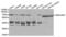 Carcinoembryonic Antigen Related Cell Adhesion Molecule 1 antibody, abx001427, Abbexa, Western Blot image 