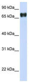 Pleckstrin Homology Domain Containing A4 antibody, TA329450, Origene, Western Blot image 