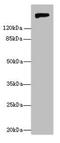 Nidogen 1 antibody, LS-C317688, Lifespan Biosciences, Western Blot image 