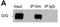 Gigaxonin antibody, NBP1-49924, Novus Biologicals, Western Blot image 