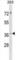 Hydroxypyruvate Isomerase (Putative) antibody, abx029477, Abbexa, Western Blot image 