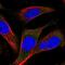  antibody, NBP1-81260, Novus Biologicals, Immunofluorescence image 