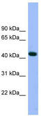 Actin Related Protein 3 antibody, TA340070, Origene, Western Blot image 