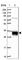 Aip-4 antibody, HPA052098, Atlas Antibodies, Western Blot image 