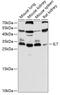 Interleukin 7 antibody, 16-631, ProSci, Western Blot image 
