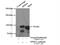 Oligophrenin 1 antibody, 17445-1-AP, Proteintech Group, Immunoprecipitation image 