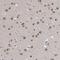 Lysine Methyltransferase 2D antibody, NBP1-89123, Novus Biologicals, Immunohistochemistry frozen image 