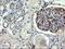COP9 signalosome complex subunit 6 antibody, LS-C174568, Lifespan Biosciences, Immunohistochemistry paraffin image 