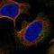 Sorting Nexin 14 antibody, PA5-53615, Invitrogen Antibodies, Immunofluorescence image 