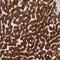 Cytochrome P450 Family 2 Subfamily E Member 1 antibody, NBP1-85366, Novus Biologicals, Immunohistochemistry frozen image 
