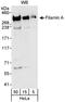 FLNA antibody, A301-133A, Bethyl Labs, Western Blot image 