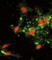 Actin Related Protein 2/3 Complex Subunit 1A antibody, abx032844, Abbexa, Western Blot image 