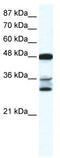 Apo-2L antibody, TA330336, Origene, Western Blot image 