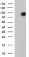 Junctophilin 2 antibody, NBP2-45469, Novus Biologicals, Immunohistochemistry frozen image 