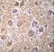 RAS Guanyl Releasing Protein 2 antibody, LS-C162459, Lifespan Biosciences, Immunohistochemistry frozen image 