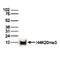 Histone Cluster 4 H4 antibody, PA5-40089, Invitrogen Antibodies, Western Blot image 