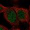 SHQ1, H/ACA Ribonucleoprotein Assembly Factor antibody, PA5-60124, Invitrogen Antibodies, Immunofluorescence image 