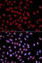 Protein Tyrosine Phosphatase Non-Receptor Type 6 antibody, LS-C331469, Lifespan Biosciences, Immunofluorescence image 
