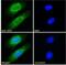 T-Complex 1 antibody, NB100-1400, Novus Biologicals, Immunocytochemistry image 