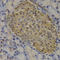 MDS1 antibody, A5674, ABclonal Technology, Immunohistochemistry paraffin image 