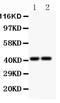 C-X-C Motif Chemokine Receptor 3 antibody, PB9079, Boster Biological Technology, Western Blot image 