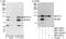 Interleukin Enhancer Binding Factor 3 antibody, NBP1-71876, Novus Biologicals, Western Blot image 