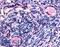 Ribitol Xylosyltransferase 1 antibody, LS-A3048, Lifespan Biosciences, Immunohistochemistry frozen image 