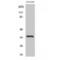 HSV antibody, LS-C383625, Lifespan Biosciences, Western Blot image 